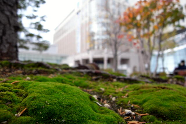 札幌駅前の苔　苔散策・街散歩